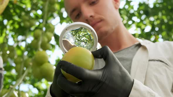 Farming and Cultivations. Portrait of Young Farmer in Tomato Field, Showing Vegetables To the Camera alt