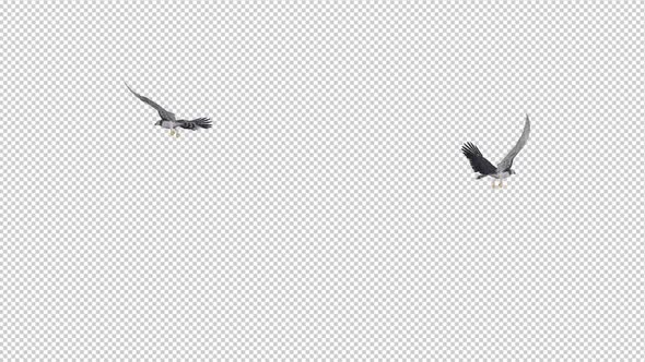 Two Harpy Eagles - Flying Round Loop
