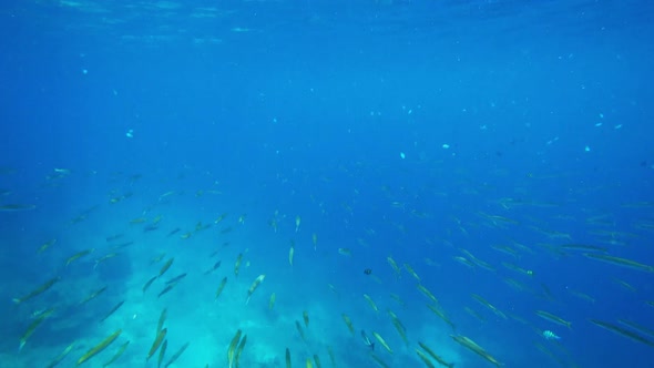 School of Small Barracudas Fish Underwater alt