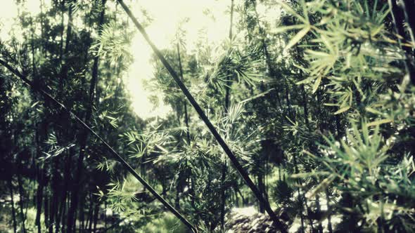 Green Bamboo Forest in Hawaii alt