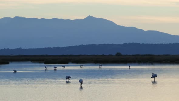 Flamingos during sunset in a lake at National Park of amvrakikos wetlands alt