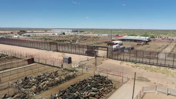 Cattle Crossing the border alt