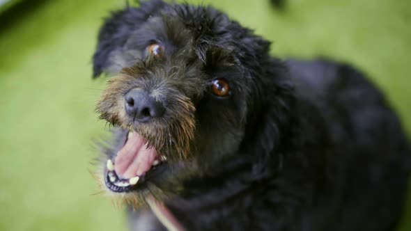 slow-motion of black poodle dog