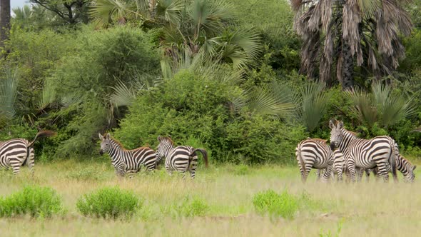 A herd of common zebras galopping in Serengeti National Park Tanzania - 4K alt