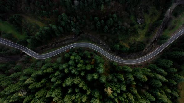 Highway Passes Through a Mature Spruce Forest in the Ukrainian Carpathian Mountains alt