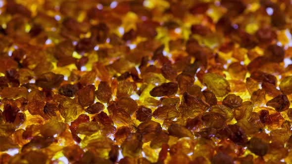 Spinning Full Frame Background of Yellow and Brown Raisins Pile Backlit From Below