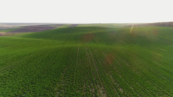 Flight Over the Spring Field Sown with Soybeans