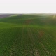 Flight Over the Spring Field Sown with Soybeans - VideoHive Item for Sale