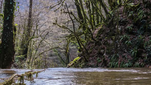 Panoramic shot of a stream flowing through a forest with moss-covered trees. alt