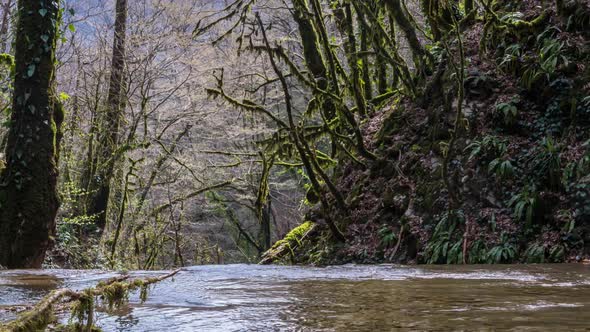 Panoramic shot of a stream flowing through a forest with moss-covered trees.