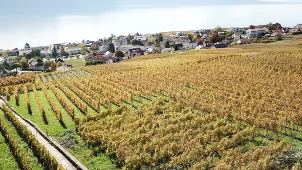 Panning shot of Lavaux vineyards during autumn, leman lake behind Vaud, Switzerland alt