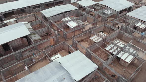 Homeless Stray Dog Shelter. Aerial View alt