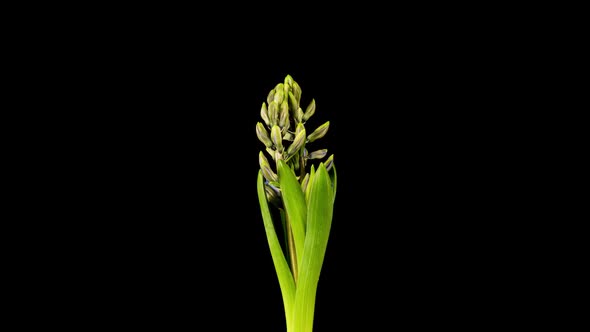 Time Lapse of Growing and Opening Pink Hyacinth Flower Isolated on Black Background alt