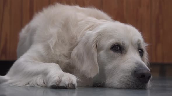 Beautiful golden retriever dog with white hair resting on boring blue wooden floor alt