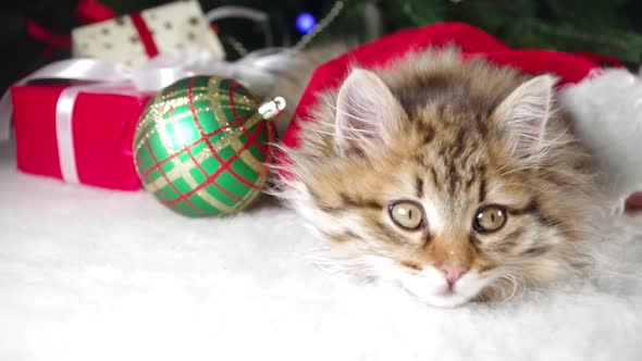 Little cute kittens near Christmas tree
