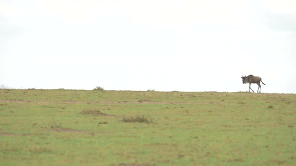 Wildebeests walking in line alt