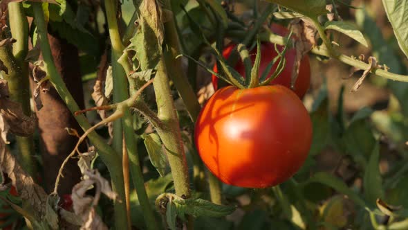 Solanum lycopersicum organic fruit   slow tilt 4K 2160p 30fps UltraHD footage - Close-up of red toma alt