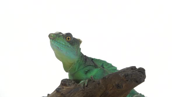 Green Basilisks or Basiliscus Basiliscus on White Background. Close Up. alt