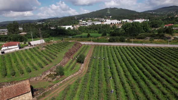 Workers Picking Blueberries in Blueberry Farm 4k alt