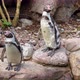 Close Up Of Penguins In The Park - VideoHive Item for Sale