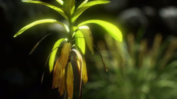 Grass and Stone Wall in the North of England Countryside alt
