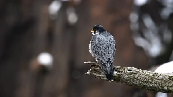 Peregrine Falcon Video Clip alt