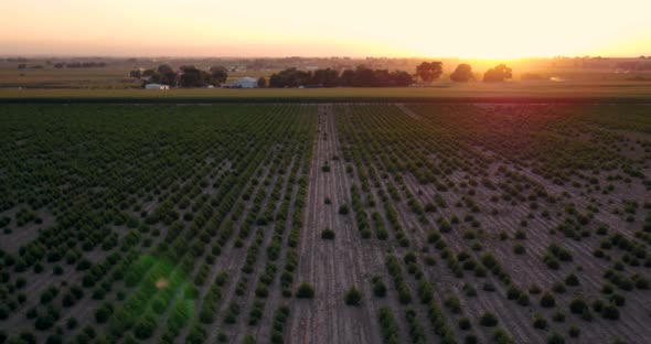 Hemp field with baby plants under an orange sky. alt