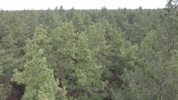 Trees in a Pine Forest During the Day Aerial View alt