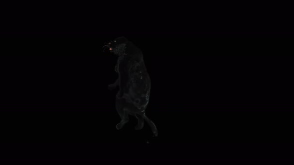 67 Panther Dancing 4K alt