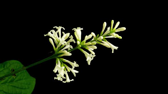 Time Lapse of Blooming White Lilac Brush on Black Background  Video Alpha Channel alt
