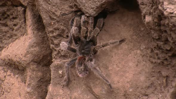 Huge Tarantula Spider in its Natural Habitat