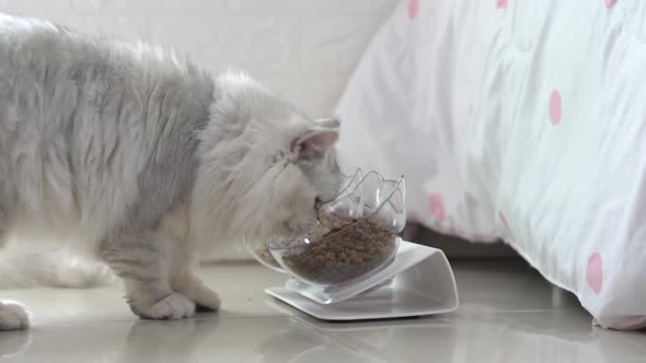 Cute Persian Cat Eating Food From Bowl On Floor alt