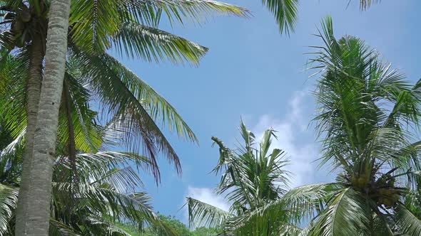 Leaves of Palm Trees on the Background with Blue Sky