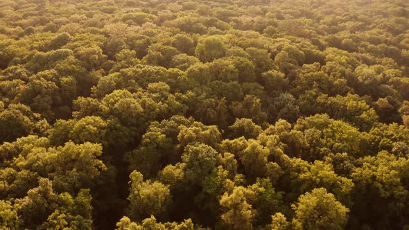 View on Huge Forest From Above alt