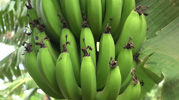 Bundles of Green Unripe Fresh Bananas Growing on a Banana Tree alt