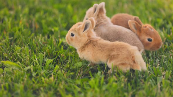 Little Rabbits Walk on the Lawn