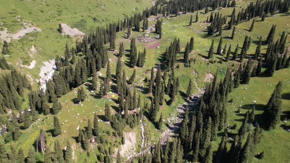 A Mountain River Flows Through a Green Gorge alt