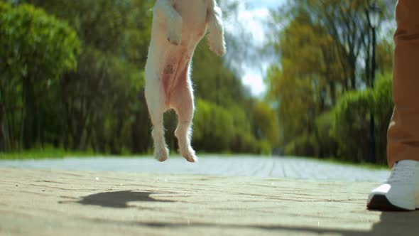 A Dog is Jumping in the Park in Slow Motion