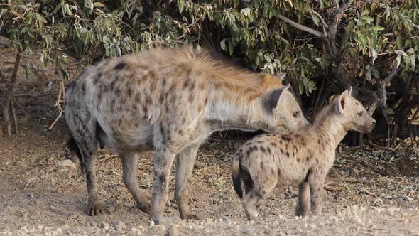Spotted Hyena At Den - Kruger National Park alt