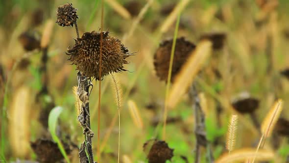Brown Dried Sunflower
