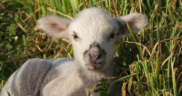 Lamb of Domestic sheeps ( merinos d Arles), grazing in the vineyards, Occitanie, France alt