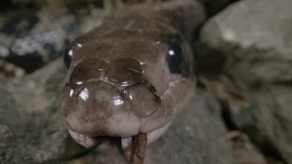 Brazilian smooth snake - close up macro of a false water cobra alt