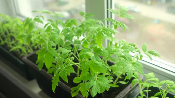 Elderly Woman Sprays Tomato Seedlings with Water Standing at Home on Windowsill alt