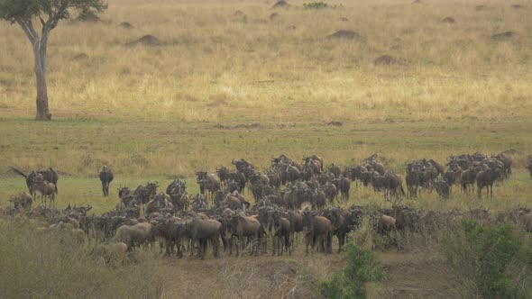 Wildebeests in Africa alt