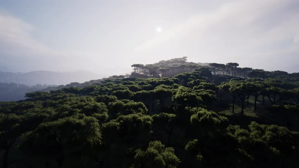 Distant Scattered Acacia Trees Covering Hills in African Landscape in Namibia alt