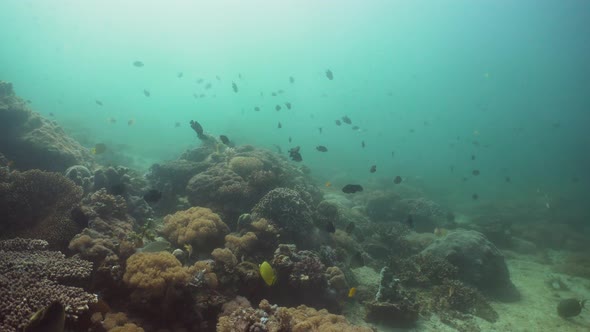 Coral Reef and Tropical Fish. Philippines, Mindoro alt