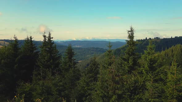 Carpathian Mountains covered with pine forest in Transylvania, zoom in alt