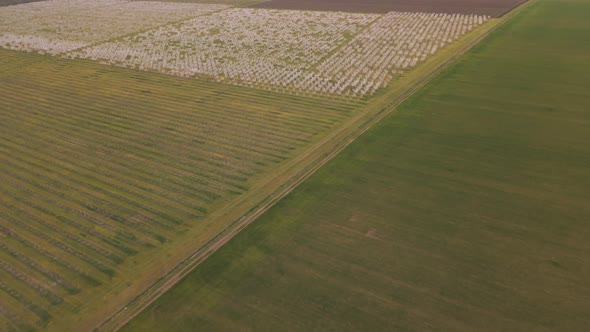 Aerial View of Flowering Orchard in Spring and Agricultural Fields alt