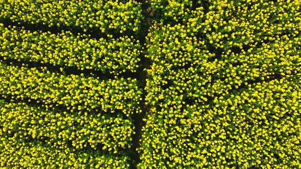 Rapeseed Fields in Aerial View