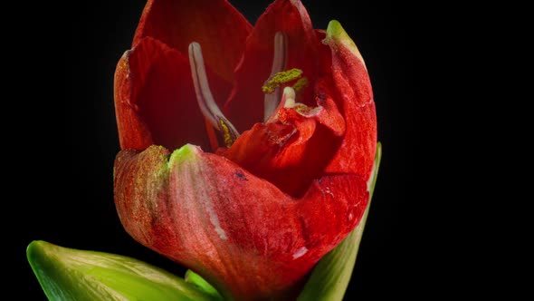 Beautiful Red Amarylis Bloom, Time Lapse, Macro Shot  Video alt